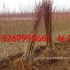 批發(fā)當(dāng)年結(jié)果黃金蜜桃樹苗嫁接黃金蜜1234號黃桃苗早中晚成熟品種
