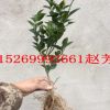 批發(fā)盆栽地栽果樹苗金桔苗砂糖蜜橘嫁接桔子苗當(dāng)年結(jié)果南北方種植