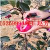 嫁接紅肉蘋果苗純正進(jìn)口瑞士119-06紅心蘋果苗木 紅色之愛蘋果