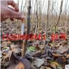 基地批發(fā)梨樹苗品種有黃金皇冠大果水晶紅香酥梨樹苗當(dāng)年結(jié)果梨樹