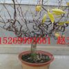 棗樹基地批發(fā)盤龍棗樹苗 嫁接龍須棗樹苗 紙條彎曲 可盆栽地栽
