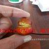 可做盆景的棗樹苗品種 胎里紅 葫蘆棗 茶壺棗 磨盤 子彈頭棗樹苗