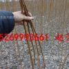 基地批發金奧林優杏樹苗 優質嫁接春仙魁杏樹苗1-2公分粗當年結果