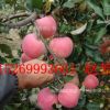 早熟晚熟蘋果苗品種有紅富士 中秋王 富士王 短枝紅將蘋果軍樹苗
