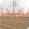 基地批發定植2公分紅楓樹苗 3公分紅楓樹美國日本 秋火焰紅楓樹
