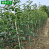 基地桂花樹批發 八月金桂丹桂 桂花小苗 四季桂花樹苗