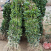 基地批發 綠化苗木 桂花小苗 金桂桂花苗 桂花樹苗