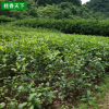 基地批發桂花樹苗 大樹丹桂金桂 四季八月桂 庭院栽種桂苗 舉報