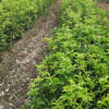 基地批發 高30厘米-1.8米桂花樹苗 八月金桂丹桂 四季桂花苗木
