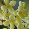 桂花樹苗盆栽室內四季開花日香桂濃香型嫁接金桂丹桂沉香桂花植物