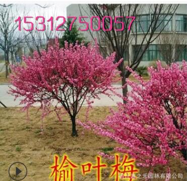 榆葉梅樹苗 各種規(guī)格榆葉梅苗 苗木基地直銷