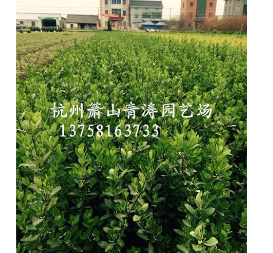 大葉黃楊