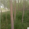 廠家批發柳樹 旱柳柳樹苗公園綠化樹苗 綠化工程喬木胸徑8-10公分