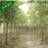 紫薇 癢癢樹 花色鮮艷美麗 紫薇木材堅硬 家具 盆景