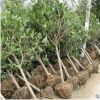 潔苒種植場專業批發桂花 天然清香健康環保 綠化苗木