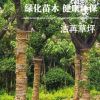 量大從優樸樹 潔苒種植場專業種植批發定制環保綠色無污染