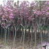 櫻花綠化苗木 種植場專業生產量大從優質量保障觀賞性高