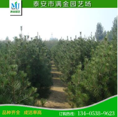 山東白皮松基地出產大型白皮松 優質綠化白皮松0.8-1米量大價低