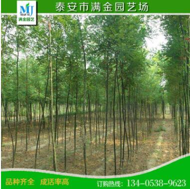 黃金槐批發 黃槐 槐樹 金枝國槐 綠化工程黃金槐小苗規格齊全批發