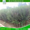 山東泰安木槿小苗 大量批發(fā)優(yōu)質(zhì)2公分木槿