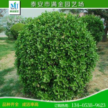 黃楊 小葉冬青小葉黃楊 綠化植物 護欄植物大小齊全