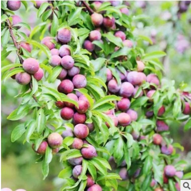 苗圃包郵直銷嫁接三華李果樹苗 南方北方種植李子苗 高產六月李