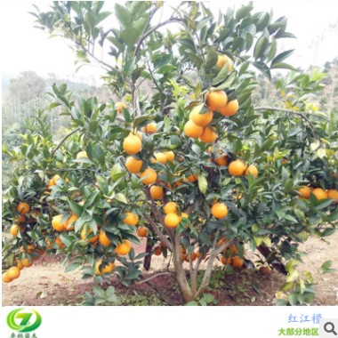 廣西橙子苗批發 紅江橙嫁接苗 湛江洪江農場引種 品種純正果樹苗