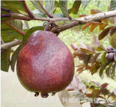 胭脂番石榴苗 三紅芭樂樹苗 當年結果 四季水果 廣西番石榴苗批發