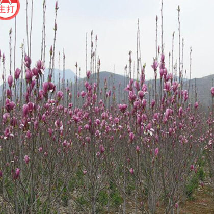 滎陽潤源苗木 紅白玉蘭 單品主打