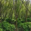 批發(fā)百日紅紫薇 紅花紫薇樹等綠化木 貨源足 量大優(yōu)惠