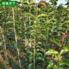 產(chǎn)地 桂花樹八月桂花 八月桂花樹苗 金桂 丹桂 品種多樣 兩年苗