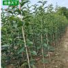基地桂花樹批發(fā) 八月金桂丹桂 桂花小苗 四季桂花樹苗