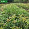 基地 四季金桂花樹苗 桂花樹苗批發(fā) 桂花小苗 規(guī)格齊全