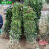 基地批發(fā) 綠化苗木 桂花小苗 金桂桂花苗 桂花樹苗