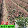 基地直銷紅葉石楠樹苗工程綠化苗木紅葉石楠球高桿紅葉石楠苗批發