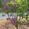 丁香樹苗批發庭院觀賞綠植丁香花苗園林工程綠化花木 多色大花