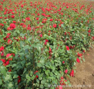 直銷優質月季花 大花歐月薔薇花 盆栽月季綠化工程批發