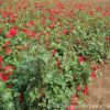 直銷優質月季花 大花歐月薔薇花 盆栽月季綠化工程批發