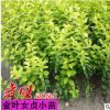 苗圃批發金葉女貞樹苗小葉女貞金森女貞常青綠色植物金葉女貞批發