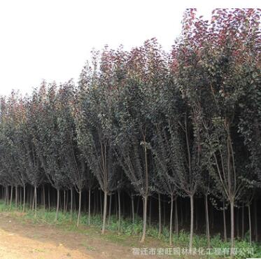 紫葉李基地批發工程綠化彩色綠籬速生紅葉李樹 規格齊全