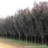 紫葉李基地批發工程綠化彩色綠籬速生紅葉李樹 規格齊全