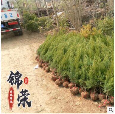 長期批發檜柏塔柏蜀檜小苗 現場供應各種規格綠化工程苗木易成活
