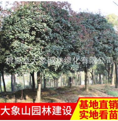 批發(fā)供應(yīng)精品桂花樹 園林綠化苗木
