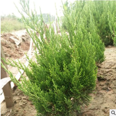 綠化植物批發 基地直銷龍柏樹園林綠化 低價批發小龍柏綠化工程