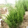 綠化植物批發 基地直銷龍柏樹園林綠化 低價批發小龍柏綠化工程