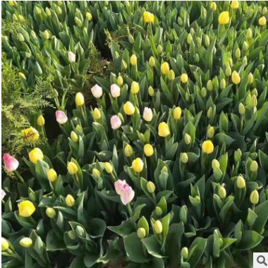 郁金香 球根花卉花海工程 顏色齊全 量大從優特價批發郁金香花苗