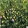 郁金香 球根花卉花海工程 顏色齊全 量大從優特價批發郁金香花苗