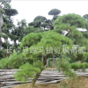 湖南長(zhǎng)沙苗圃基地大量供應(yīng)綠化苗木10-20公分黑松 規(guī)格齊全