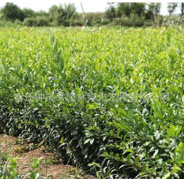 基地直銷金葉水臘金葉水臘容器苗金葉水臘容器苗金葉水臘