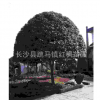湖南長(zhǎng)沙苗木基地直銷青楓樹 青楓價(jià)格 青楓批發(fā)